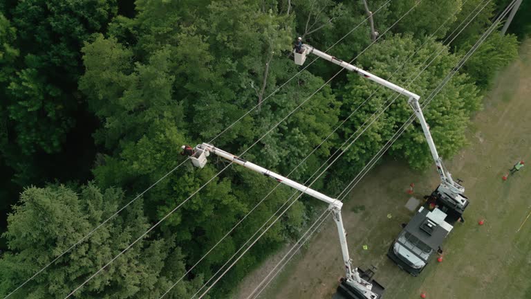 How Our Tree Care Process Works  in Seadrift, TX